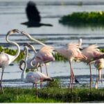 Migratory birds started reaching Surha Tal